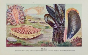 1926 - Muscheln: Feilenmuschel (Lima hians), Gemeine Pilgermuschel (Pecten jacobasus), Eßbare Miesmuschel (Mytilus edulis) - alter Druck